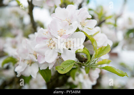 Spring Blossom auf einem Apfelbaum, Großbritannien Stockfoto