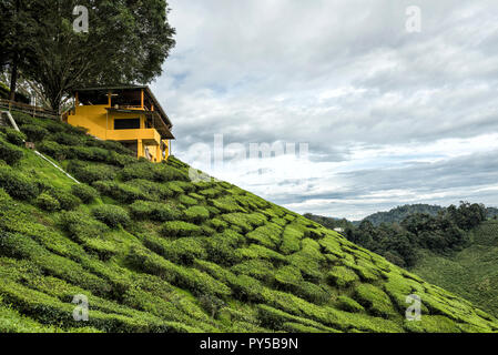 Landschaft von Bharat Tee Plantage, Camaron Highland, Malaysia - Tee Pflanzen Teppich die Hänge auf der Cameron Highlands Teeplantage Stockfoto