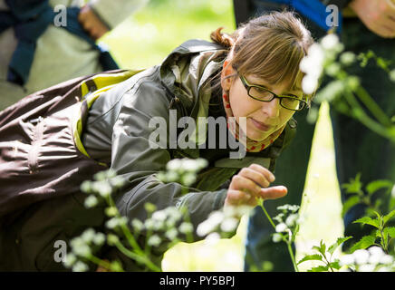 Eine Frau nimmt wilde Blumen während der nahrungssuche Workshop in Bristol, England. Stockfoto