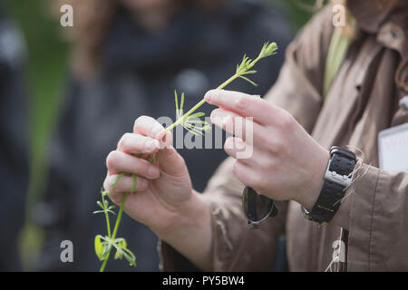 Eine Frau nimmt wilde Blumen während der nahrungssuche Workshop in Bristol, England. Stockfoto