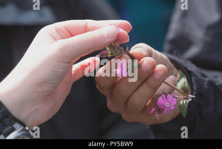 Eine Frau nimmt wilde Blumen während der nahrungssuche Workshop in Bristol, England. Stockfoto