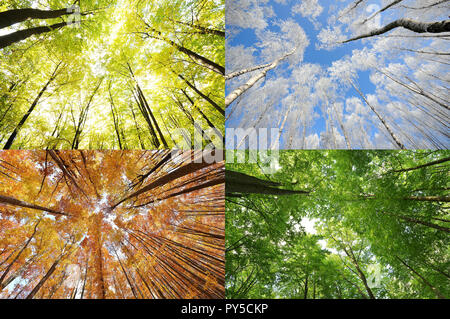 Vier Jahreszeiten in den Wald Stockfoto