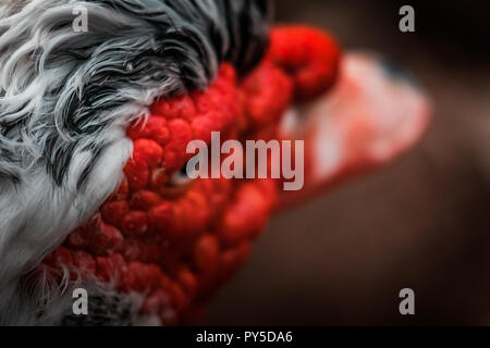 Schöne rote Muscovy duck Vorangegangen (Cairina moschata), große böse Vogel in Mexiko, Zentral- und Südamerika. Augen, leuchtende Farben. Stockfoto