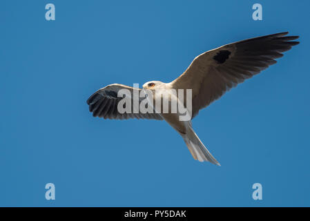 Eine white tailed Kite (Elanus leucurus) flying Overhead in einer der regionalen Parks der East Bay, CA. Stockfoto