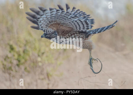 Eine rote geschulterten Falken (Buteo lineatus), hat gerade eine garter Snake gefangen und führt es zurück zu seiner Barsch, es zu essen. Stockfoto