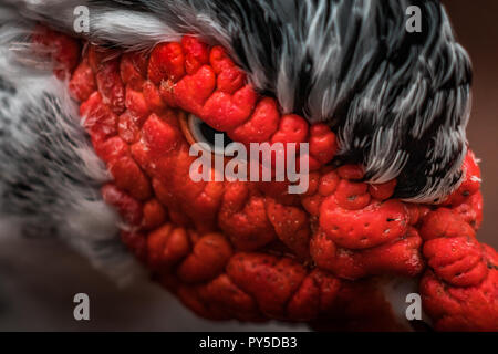 Schöne rote Muscovy duck Vorangegangen (Cairina moschata), große böse Vogel in Mexiko, Zentral- und Südamerika. Augen, leuchtende Farben. Stockfoto