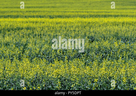 Raps Getreide in Alberta, Kanada Stockfoto