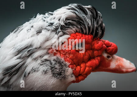 Schöne rote Muscovy duck Vorangegangen (Cairina moschata), große böse Vogel in Mexiko, Zentral- und Südamerika. Augen, leuchtende Farben. Stockfoto