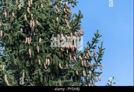 Oberried, Deutschland. 25 Okt, 2018. Pins hängen von einer Fichte. Die Wälder in Baden-Württemberg haben von den trockenen und heißen Sommer litt, nach Forstwirtschaft Minister Peter. Quelle: Patrick Seeger/dpa/Alamy leben Nachrichten Stockfoto