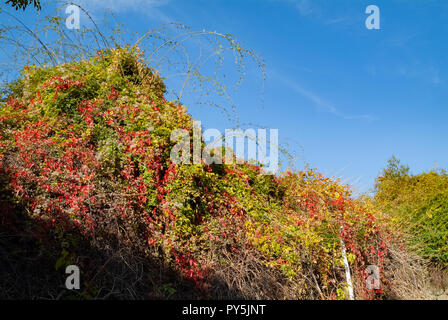 Reggello, Provinz Florenz. Hohe Valdarno. Italien - Oktober 24th, 2018 - Herbst Laub nur auf Bäumen wegen der globalen Erwärmung Welt problem Credit: Lorenzo codacci/Alamy Live News erschienen Stockfoto