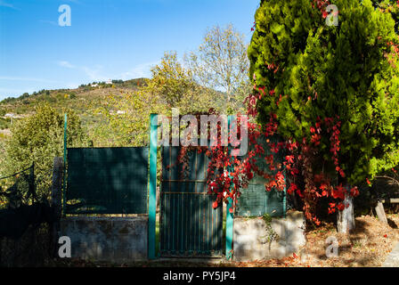 Reggello, Provinz Florenz. Hohe Valdarno. Italien - Oktober 24th, 2018 - Herbst Laub nur auf Bäumen wegen der globalen Erwärmung Welt problem Credit: Lorenzo codacci/Alamy Live News erschienen Stockfoto