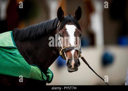 Louisville, KY, USA. 25 Okt, 2018. Oktober 25, 2018: Yoshida in der Churchill Downs am 25. Oktober 2018 in Louisville, Kentucky. Evers/ESW/CSM/Alamy leben Nachrichten Stockfoto