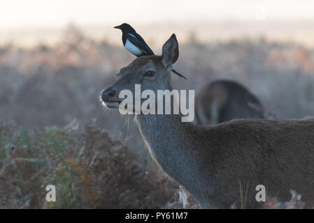 Amüsante Schuß von Magpie sitzen auf der weiblichen Rotwild Kopf Stockfoto