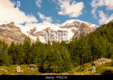 Panoramablick auf den Wald im Tal von Gressoney in der Nähe von Monte Rosa Stockfoto
