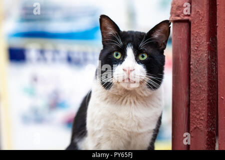 Eine schwarze und weiße Straße Katze portrait Stockfoto