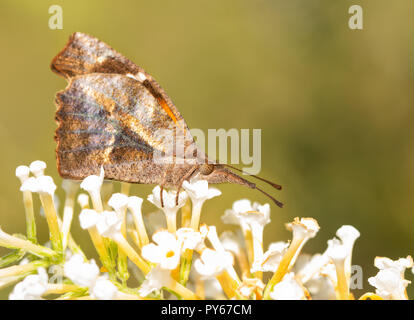 Amerikanische Schnauze Schmetterling, Libytheana carinenta Fütterung auf eine weiße Blume Cluster des Sommerflieders Stockfoto