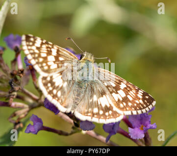 Weibliche gemeinsame Kariert - Skipper Schmetterling auf lila Blumen Stockfoto