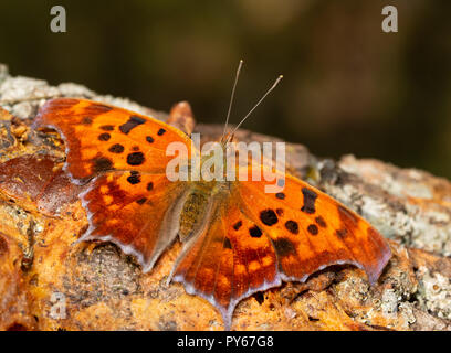 Polygonia interrogationis, Fragezeichen, Schmetterling, Fütterung mit Vergorenem Obst auf einem Persimmon Tree Trunk Stockfoto