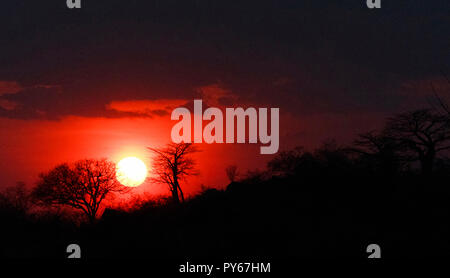 Den feurigen Sonnenuntergang am Ende der Trockenzeit silhoettes Baobab und anderen Bäumen auf einem Bergrücken in der Nähe der River Camp Stockfoto