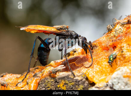 Nahaufnahme von einem schönen blau-schwarz Tarantula Hawk Wespe mit Orange Wings Fütterung auf persimmon Fruchtfleisch im Herbst Stockfoto