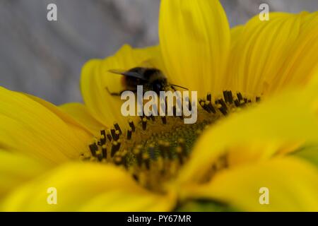 Eine Bumblebee bestäubt eine Sonnenblume, aufgenommen in Südengland, Makrobild mit Fokus auf die Biene. Stockfoto