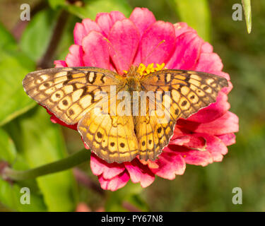 Euptoieta Claudia, bunte Fritillaryschmetterling, Fütterung auf ein rosa Zinnia Blume Stockfoto