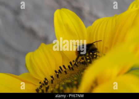 Eine Bumblebee bestäubt eine Sonnenblume, aufgenommen in Südengland, Makrobild mit Fokus auf die Biene. Stockfoto