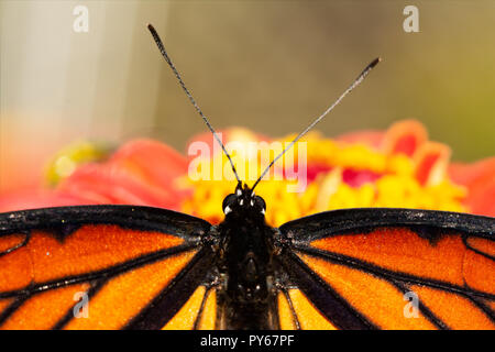 Detailansicht der Kopf eines Vizekönigs Schmetterling während es ruht auf einem rosa Zinnia Blume ist Stockfoto