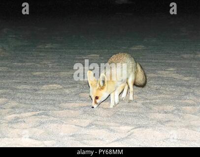 Nacht Portrait von fennec Fox in die Weiße Wüste in der Nähe von Farafra, Ägypten Stockfoto