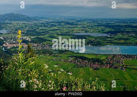 Blick vom Tegelberg auf Forggensee, Füssen und Schwangau, Landkreis Ostallbräu, Allgäuer, Bayern, Deutschland Stockfoto