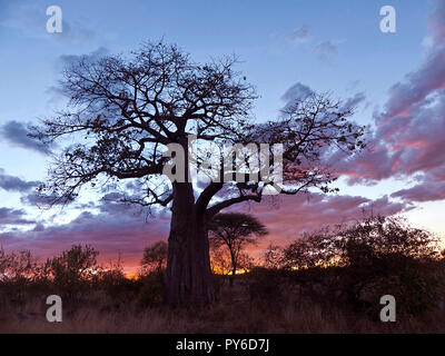 Die markanten Umriss eines grossen alten Baobab macht aus dem klassischen Umriss eines speziellen Baum, in Optik und kulturelle Bedeutung in der heißen, trockenen Stockfoto