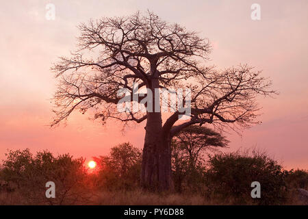 Die markanten Umriss eines grossen alten Baobab macht aus dem klassischen Umriss eines speziellen Baum, in Optik und kulturelle Bedeutung in der heißen, trockenen Stockfoto