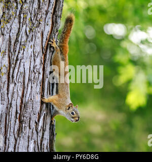 Amerikanische Rote Eichhörnchen, auf einem Baum, Tamiasciurus hudsonicus, Manitoba, Kanada. Stockfoto