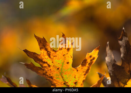 Herbst Hintergrund. Blatt auf einem Zweig gegen einen braunen Hintergrund leuchtet in der Sonne close-up in der Natur im Freien. Herbstliche Muster, kopieren. Stockfoto