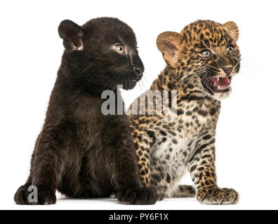 Schwarz und gefleckt Leopard cubs nebeneinander sitzen, auf weissem isoliert