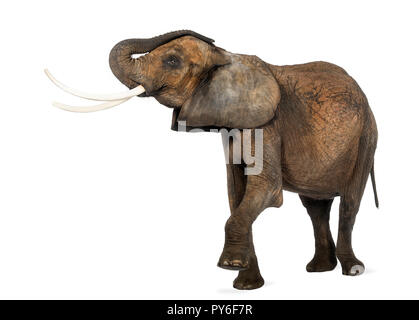 Seitenansicht einer afrikanischen Elefanten den Rüssel, isoliert auf weißem Stockfoto
