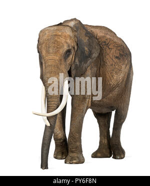 Afrikanischer Elefant, isoliert auf weißem Stockfoto