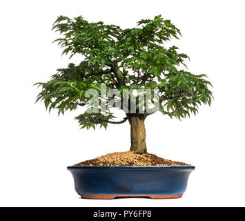 Japanischer Ahorn oder Shishigashira Bonsai Baum, Acer palmatum, isoliert auf weißem Stockfoto