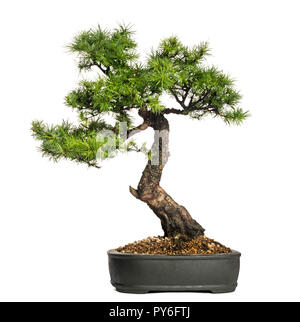 Lärche Bonsai Baum, Larix, isoliert auf weißem Stockfoto