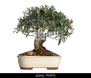 Olive, Bonsai, Olea Europaea, isoliert auf weißem Stockfoto