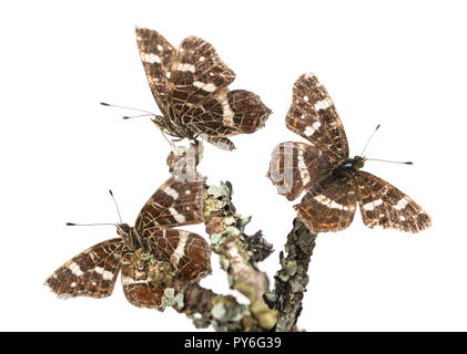 Karte Schmetterlinge auf den Ästen landeten, Araschnia levana, isoliert auf weißem Stockfoto