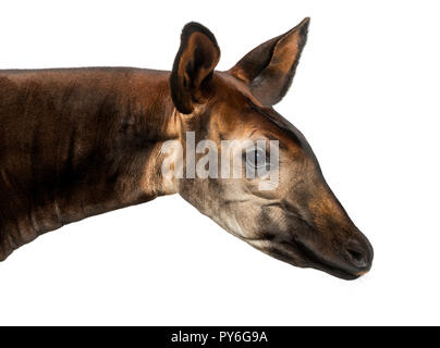 Nahaufnahme eines Okapi Profil, Okapia johnstoni, isoliert auf weißem Stockfoto