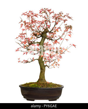 Trident Ahorn Bonsai Baum, Acer buergerianum, isoliert auf weißem Stockfoto