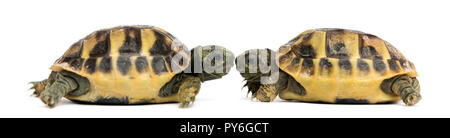Seitliche Sicht auf zwei baby Hermann's Schildkröte einander zugewandt, Testudo hermanni, isoliert auf weißem Stockfoto