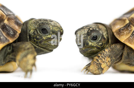 In der Nähe von zwei baby Hermann's Schildkröte einander zugewandt, Testudo hermanni, isoliert auf weißem Stockfoto