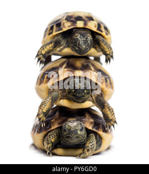 Vorderansicht von drei baby Hermann's Schildkröte aufgetürmt, Testudo hermanni, isoliert auf weißem Stockfoto