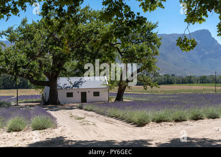 Bereich der Lavendel um eine Arbeiter Ferienhaus in La Motte im Franschhoek Valley, Western Cape, Südafrika. Stockfoto