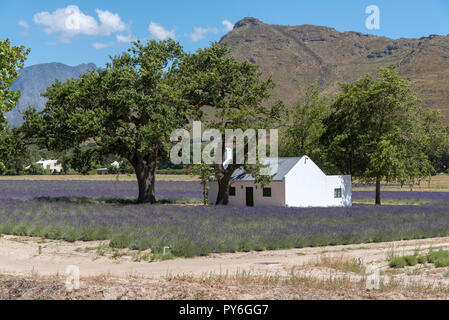 Bereich der Lavendel um eine Arbeiter Ferienhaus in La Motte im Franschhoek Valley, Western Cape, Südafrika. Stockfoto