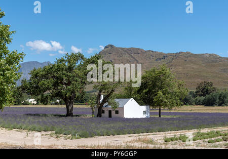 Bereich der Lavendel um eine Arbeiter Ferienhaus in La Motte im Franschhoek Valley, Western Cape, Südafrika. Stockfoto