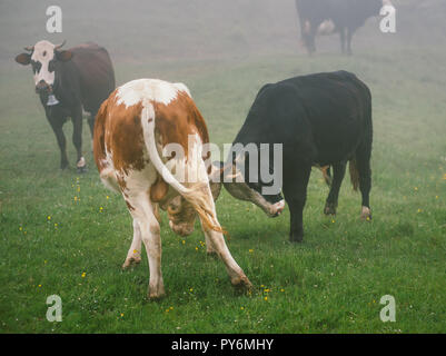 Zwei junge Stiere spielen und Buck auf dem Rasen mit Nebel Stockfoto